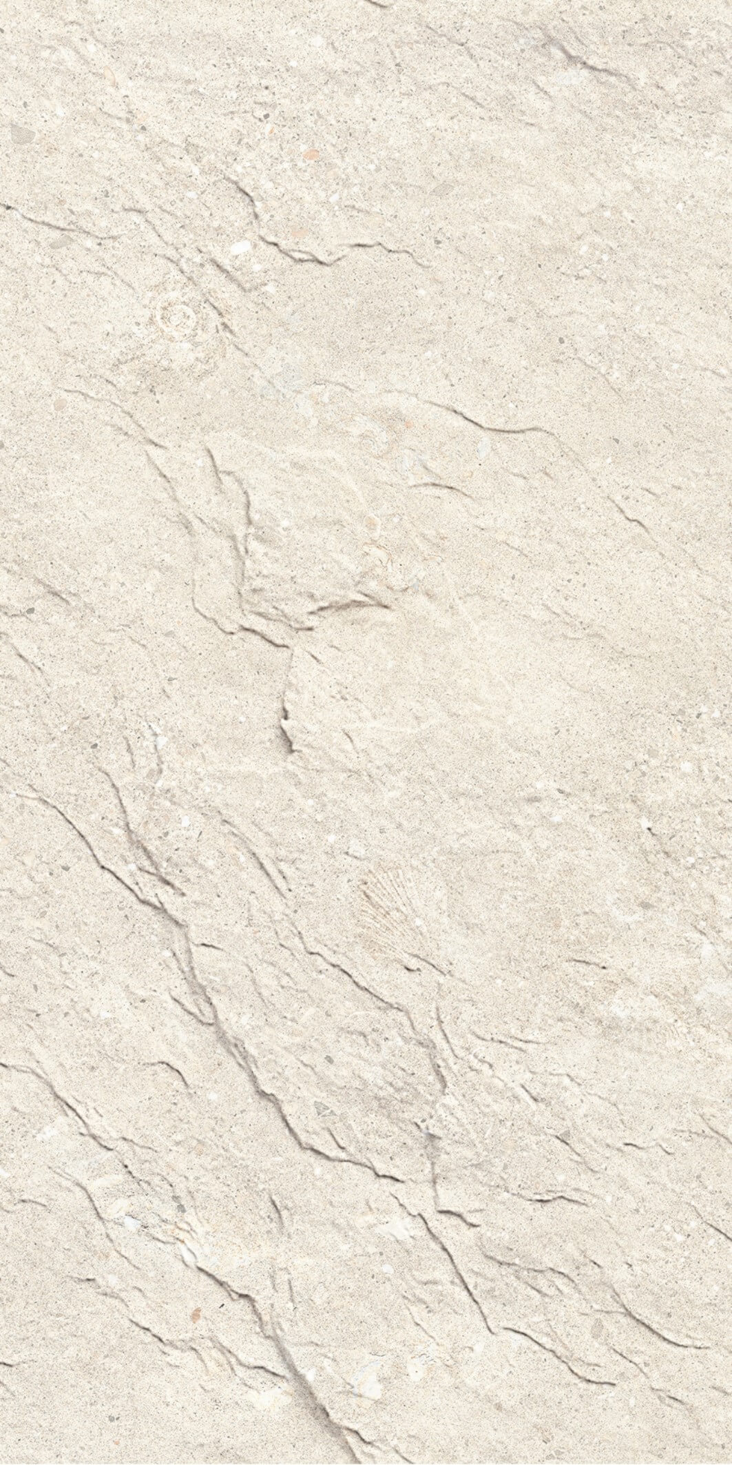 Mount Celestial-Shellfish Calcaire Beige clair 