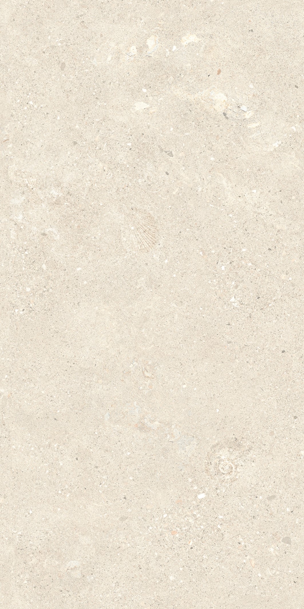 Marbre-Shellfish Calcaire Beige clair 