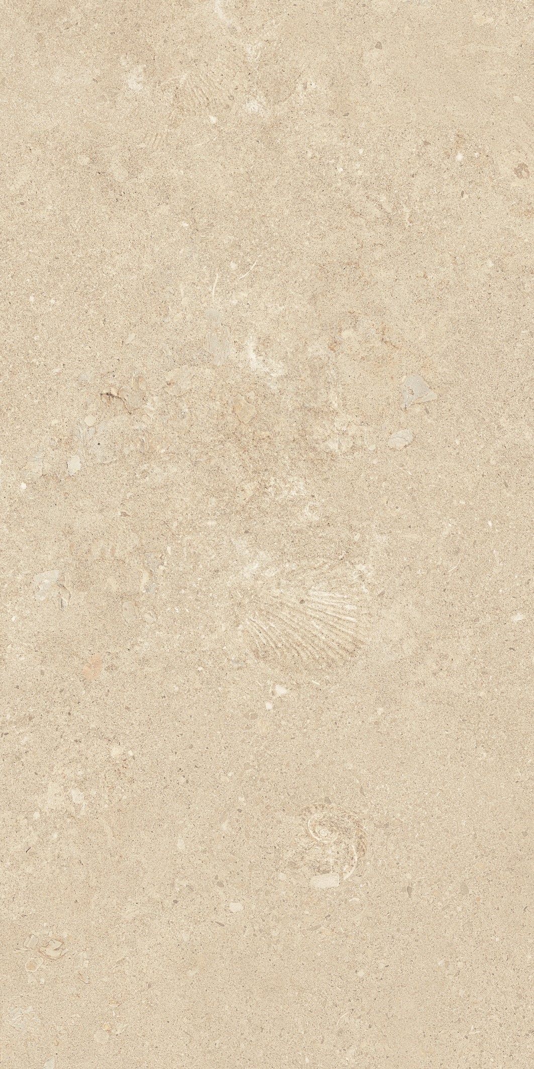 Marbre-Shellfish Calcaire Jaune moyen 